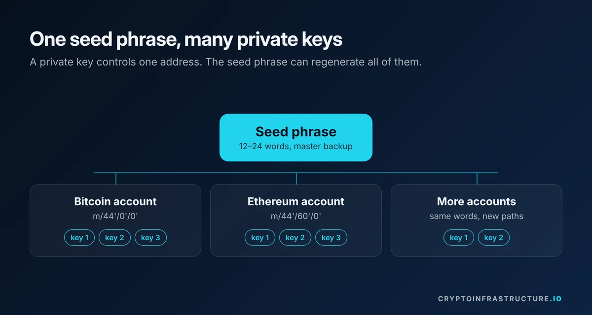 Tree diagram showing one seed phrase deriving Bitcoin and Ethereum accounts, each with several private keys